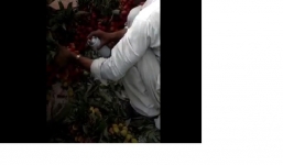 Clip: Rùng mình vải thiều xanh được “hô biến” thành màu đỏ rộm trong 1 giây